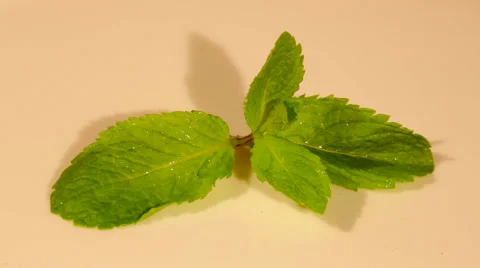 A small mint plant closeup Stock Footage 56058166