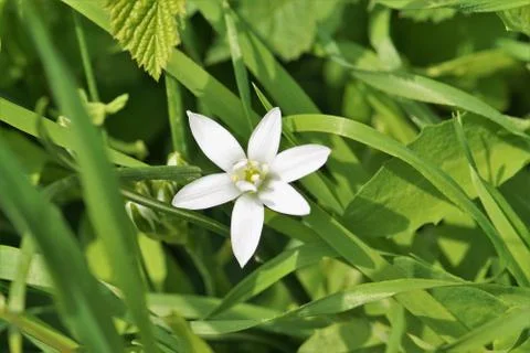 Small miracle. Stock Photos