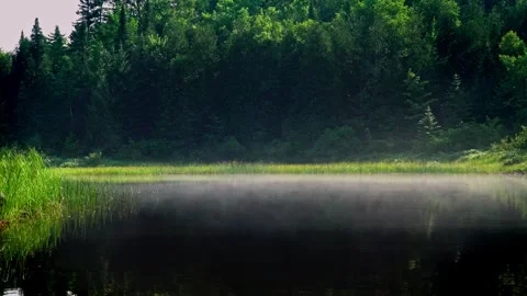 Small Misty River Curve in Untouched Wilderness with Gentle Pan Movement Stock Footage 336279643