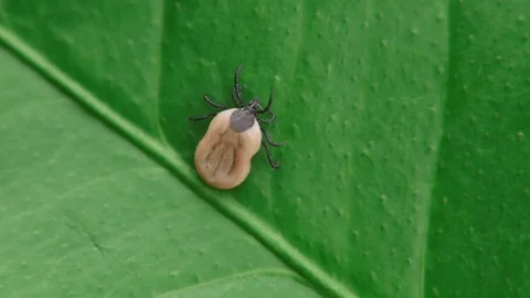 A small mite crawls Video stock 82037559