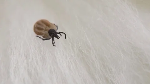 A small mite Stock Footage 81778288