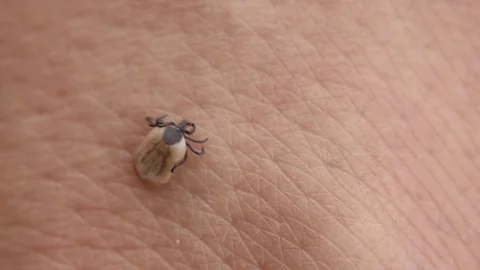 A small mite Stock-Footage 82035064