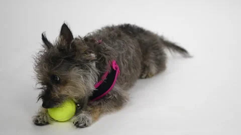 Small mixed breed dog plays with a ball Video stock 160086105