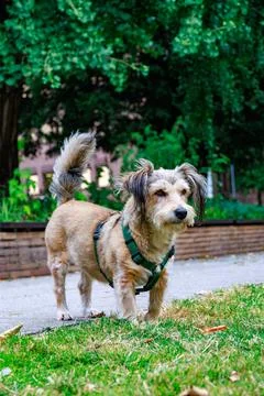 Small mixed breed dog standing on grass in urban park during summer day Stock-Fotos
