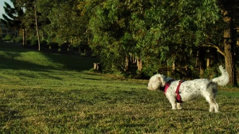 A small mixed breed dog turns around and walks out of shot slow motion Stock Footage 241196969