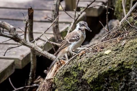 Small mocking bird or Mimus parvulus under the mangroves in Las Ninfas lago.. Stock Photos