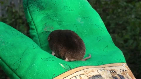 A small mole on the arm Stock Footage 180938839