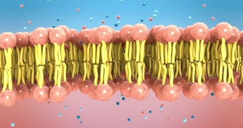 Small molecules diffuse through the lipid bilayer of the cell membrane Stock Footage 335018208