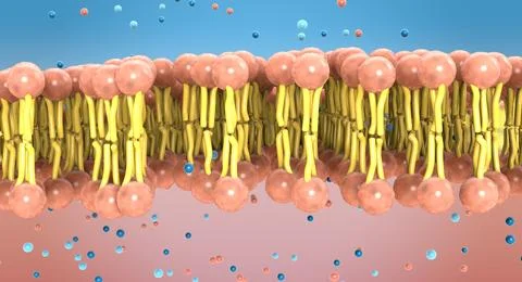 Small molecules passing the cell membranes lipid bilayer - 3d illustration Stock Illustration