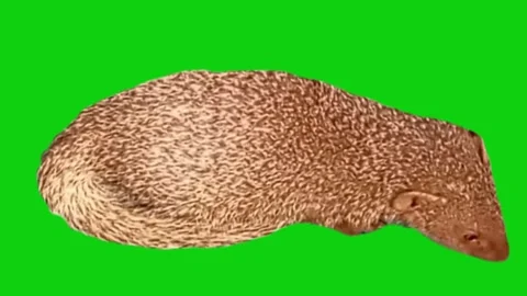 Small mongoose on green background Stock Footage 318693572