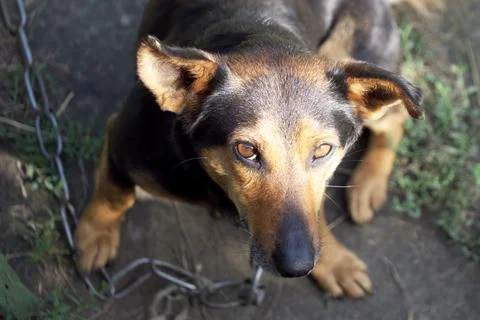 A small mongrel dog chained on a large metal chain. Dog portrait, close-up. Stock Photos