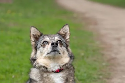 Small mongrel dog looking up at its owner. Stock Photos