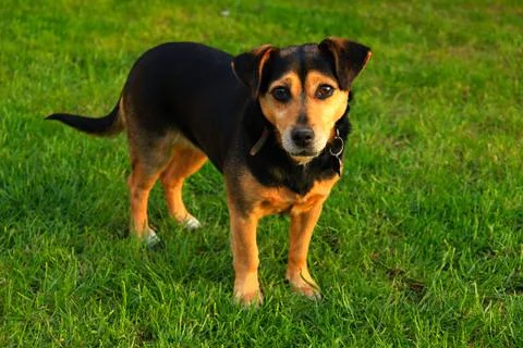 Small mongrel dog Stock Photos