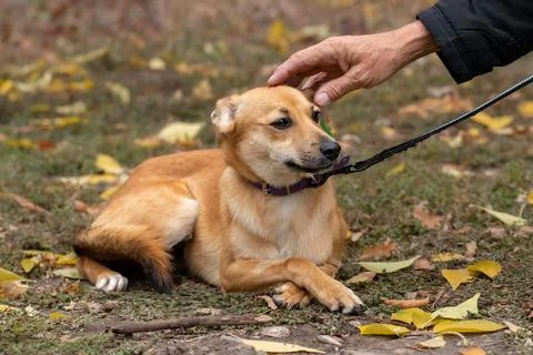 Small mongrel ginger dog on a walk.The dog is lying on the ground and has put Stock Photos