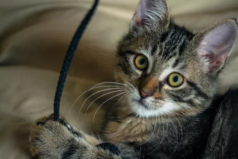 Small mongrel kitten lying, looking at the camera 写真素材