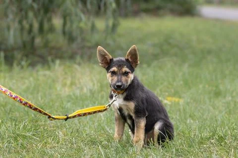 A small mongrel puppy.A small cute puppy was adopted from a shelter.Adaptatio Stock Photos