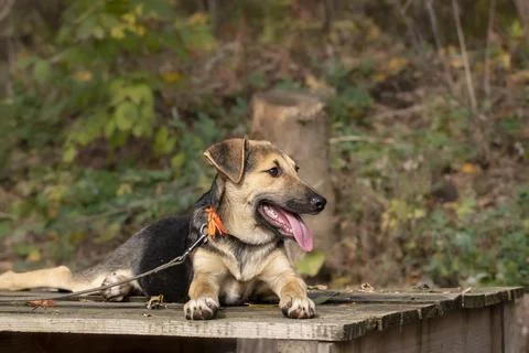 A small mongrel puppy.A small cute puppy was adopted from a shelter.Adaptatio Stock Photos