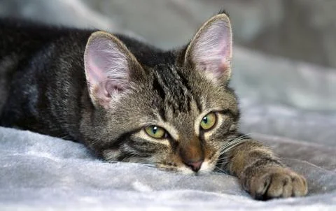 Small mongrel striped kitten is lying on a gray rug Stock Photos