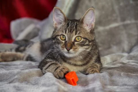 Small mongrel striped kitten is lying on a gray rug Stock Photos