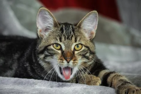 Small mongrel striped kitten lying on stomach Stock Photos