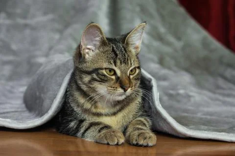 Small mongrel striped kitten is lying on its stomach 写真素材