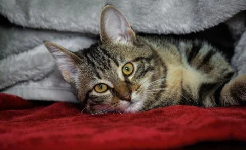 Small mongrel striped kitten lying on its side Stock Photos