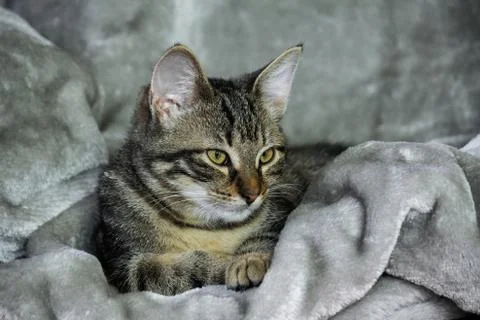 Small mongrel striped kitten is lying on a gray rug Stock Photos