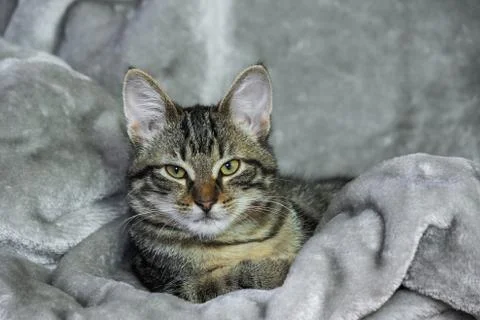 Small mongrel striped kitten is lying on a gray rug Stock Photos