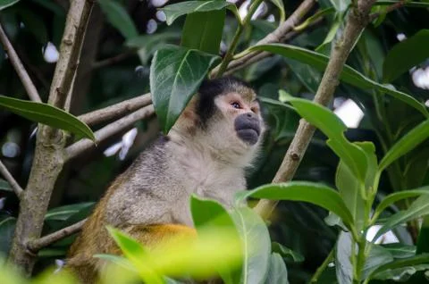 Small monkey between the trees looking ahead. Stock Photos