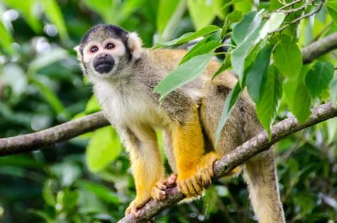Small monkey between the trees looking ahead. Stock Photos