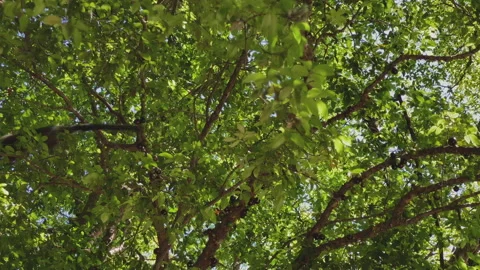Small monkey in the branches of the jabuticaba tree with many fruits Stock Footage 165499338