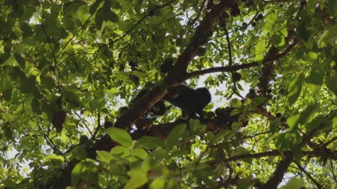 Small monkey in the branches of the jabuticaba tree with many fruits Stock Footage 165499510