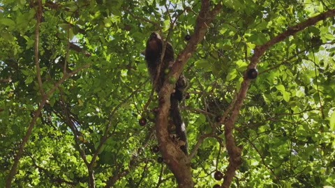 Small monkey in the branches of the jabuticaba tree with many fruits Stock Footage 165499546