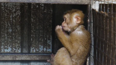 Small Monkey in the cage  in Phuket 스톡 동영상 122634632