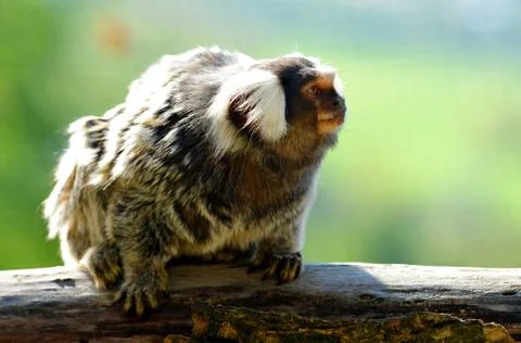 Small monkey Common Marmoset. Stock Photos