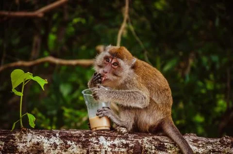 Small monkey drinking coffee on the tree Stock Photos