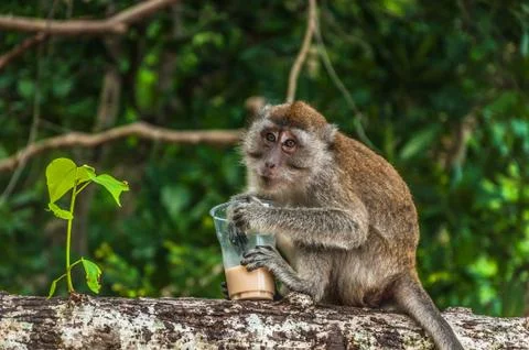 Small monkey drinking coffee on the tree Stock Photos