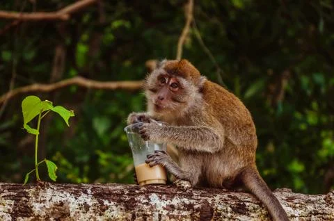 Small monkey drinking coffee on the tree Stock Photos