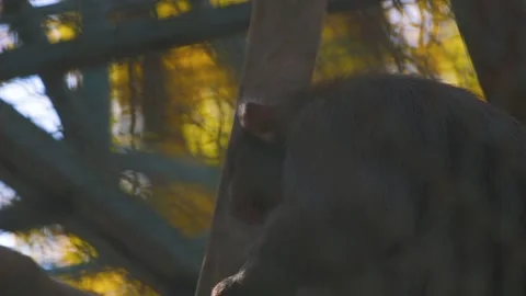 Small Monkey Eat Something In A Zoo Stock Footage 98984563