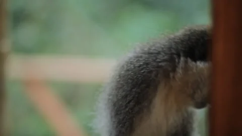 Small monkey eating bread Stock Footage 169666841