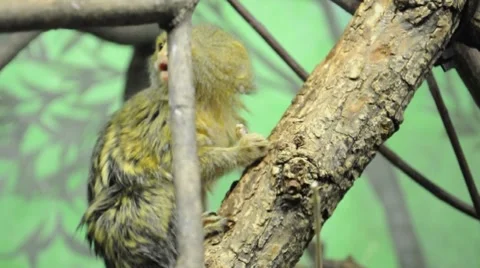 Small Monkey Eating Stock Footage 7742898