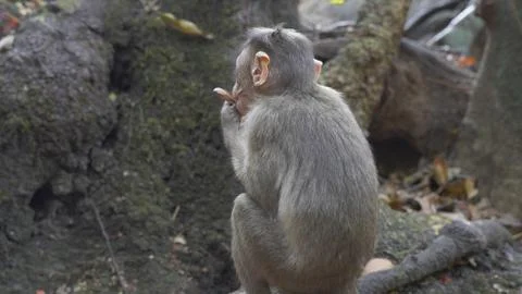 Small monkey eating fruits while sitting with its back towards the camera Stock Photos