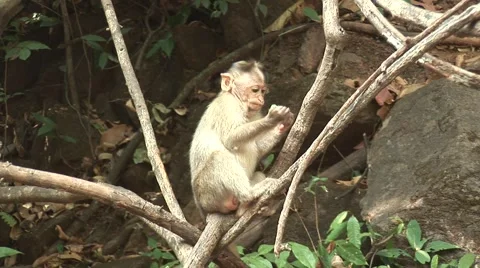Small monkey eating in the jungle Stock Footage 2880072