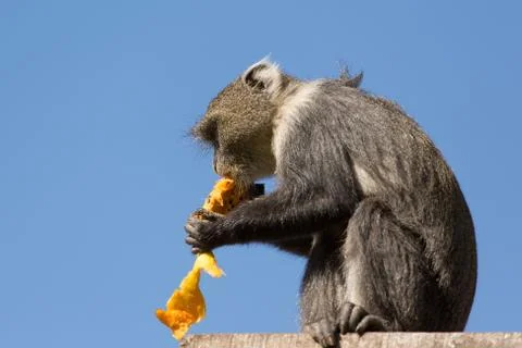 Small monkey eating a mango Stock Photos