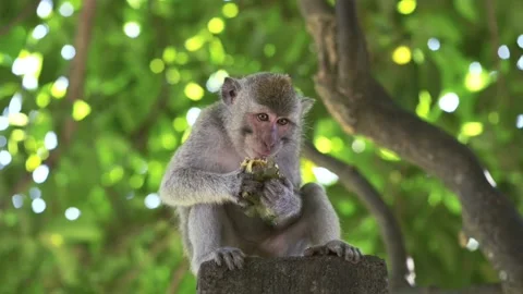 Small monkey eating pineapple fruit in tropical forest Video stock 95175966