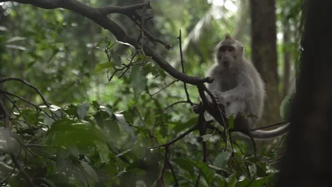 Small monkey eats a batata on the tree branch in the forest. Stock Footage 104411239