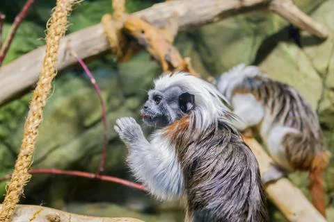 A small monkey that eats something Stock Photos