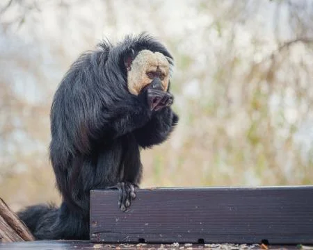 Small monkey eats at the zoo Stock Photos