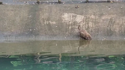 Small monkey feeding water. Video stock 77687987