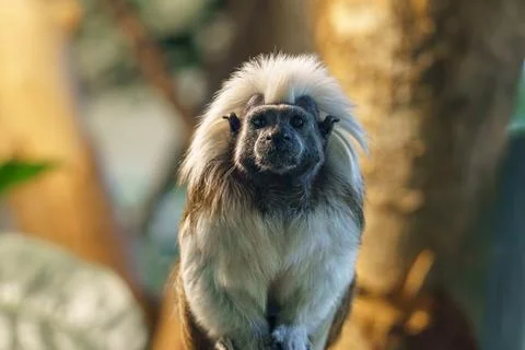 Small monkey with fluffy white fur sits on a branch in an indoor exhibit du.. Stock Photos
